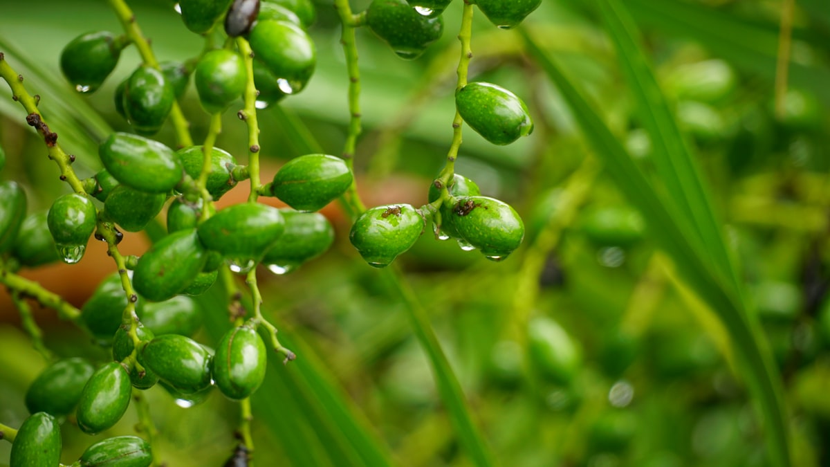 Nutritional mineral supplements